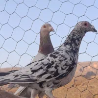 5تا کفتر جنگی|پرنده|شیراز, میانرود|دیوار
