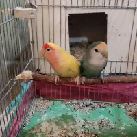 تعدادی طوطی برزیلی و عروس هلندی به فروش میرسد