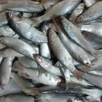 تور ماهیگیری میدی کاروفی جنس تایلندی نو|ماهیگیری|بوشهر, |دیوار