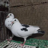 کفتر. پلاکی و رنگی .میبد|پرنده|یزد, |دیوار