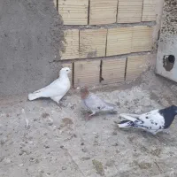 کفتراپرند|پرنده|اسفرورین, |دیوار