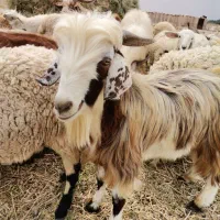 دُبر فروشی شهربابک