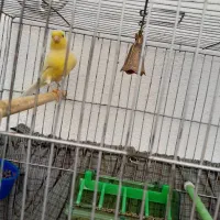 قناری رسمی معمولی قواره دار خوش رخ