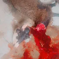 توقولی شیشک