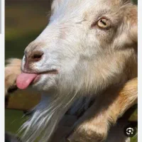 5عدد بزغاله نروماده