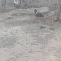 خروس بومی هشت ماهه