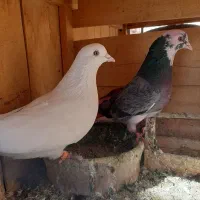 کبوتر پرشی|پرنده|قم, انصار‌الحسین|دیوار