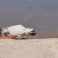 کبوتر شمرونی کله برنجی|پرنده|بومهن, |دیوار