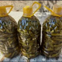 خیارشور