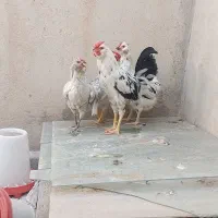 مرغ وخروس گلین