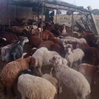 بزغاله و بز چاق
