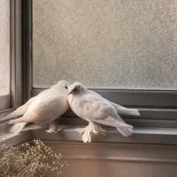 یک جفت کبوتر راعبی سفید