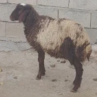 بره نر یک عدد