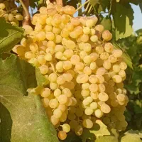انگور در همه دسته برای کشمش و دوشاب