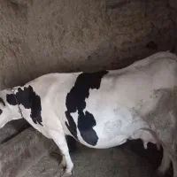 حیوان اهلی گاوشیرده