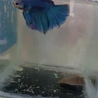 ماهی فایتر .آکواریوم .گیاه .ارتمیا|ماهی|آبادان, |دیوار