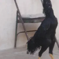 مرغ و خروس لاری|حیوانات مزرعه|تهران, وصفنارد|دیوار