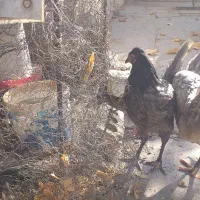 فروش ۷عدد باری(خلنگ) و جوجه خروس