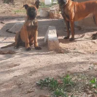 سگ مالینیوز