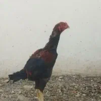 یک خروس لاری یا دو تا مرغ لاری|حیوانات مزرعه|تربت‌حیدریه, شهید قرنی|دیوار