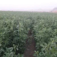 یونجه درجه یک خشک پرس شده آماده بارگیری