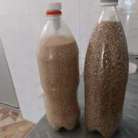 بذر