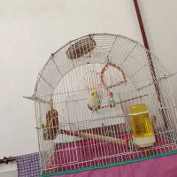 عروس هلندی با قفس