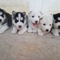 هاسکی آلفا چشم یخی
