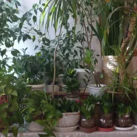 گل های طبیعی و آپارتمانی