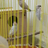 جفت فنچ نرگسی