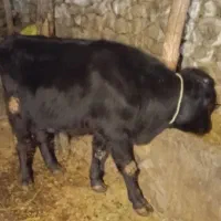 گوساله های سیاه رنگ اصل|حیوانات مزرعه|اهر, |دیوار