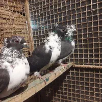 کبوتر  ماده تهرانی