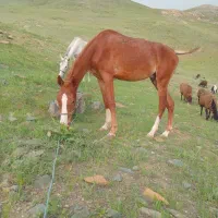 اسب