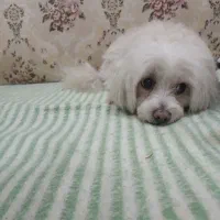 چیکو سگ سفید وباهوش