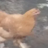 7بوقلمون یک نرو و6ماده تخم گذارند چندم غ وخروس|حیوانات مزرعه|خلیل شهر, |دیوار