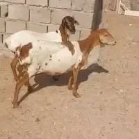 صلال و برشن|حیوانات مزرعه|خرمشهر, |دیوار