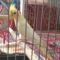 عروس هلندی