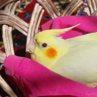 جوجه عروس هلندی ۲ ماه