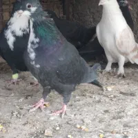 ریش زاغ سفید و.... بردسیر|پرنده|کرمان, |دیوار