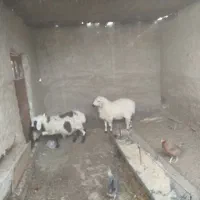 میش آبست با بره نر بزرگ