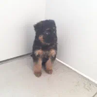 سگ ژرمن صورت مشکی و صورت روشن|سگ|کرج, چمن|دیوار