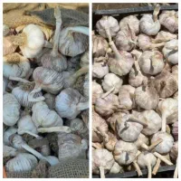 سیر