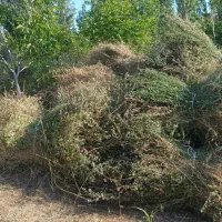 علوفه یونجه و باغی