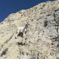 بز هلندی ۲قلو زابا۲راس کهره