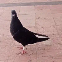 کبوتر مغلف دم سفید