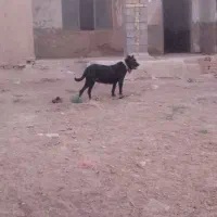 سگ سرابی|سگ|قزوین, |دیوار