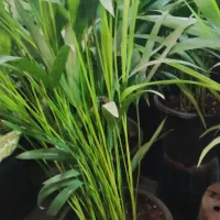 بامبو .بامبو رومیزی|گل و گیاه طبیعی|ورامین, ورامین|دیوار