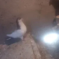 کفتر خال سرخ سبز