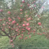 فروش سیب رو درخت