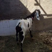 بز پنجاپ|حیوانات مزرعه|ایرانشهر, |دیوار